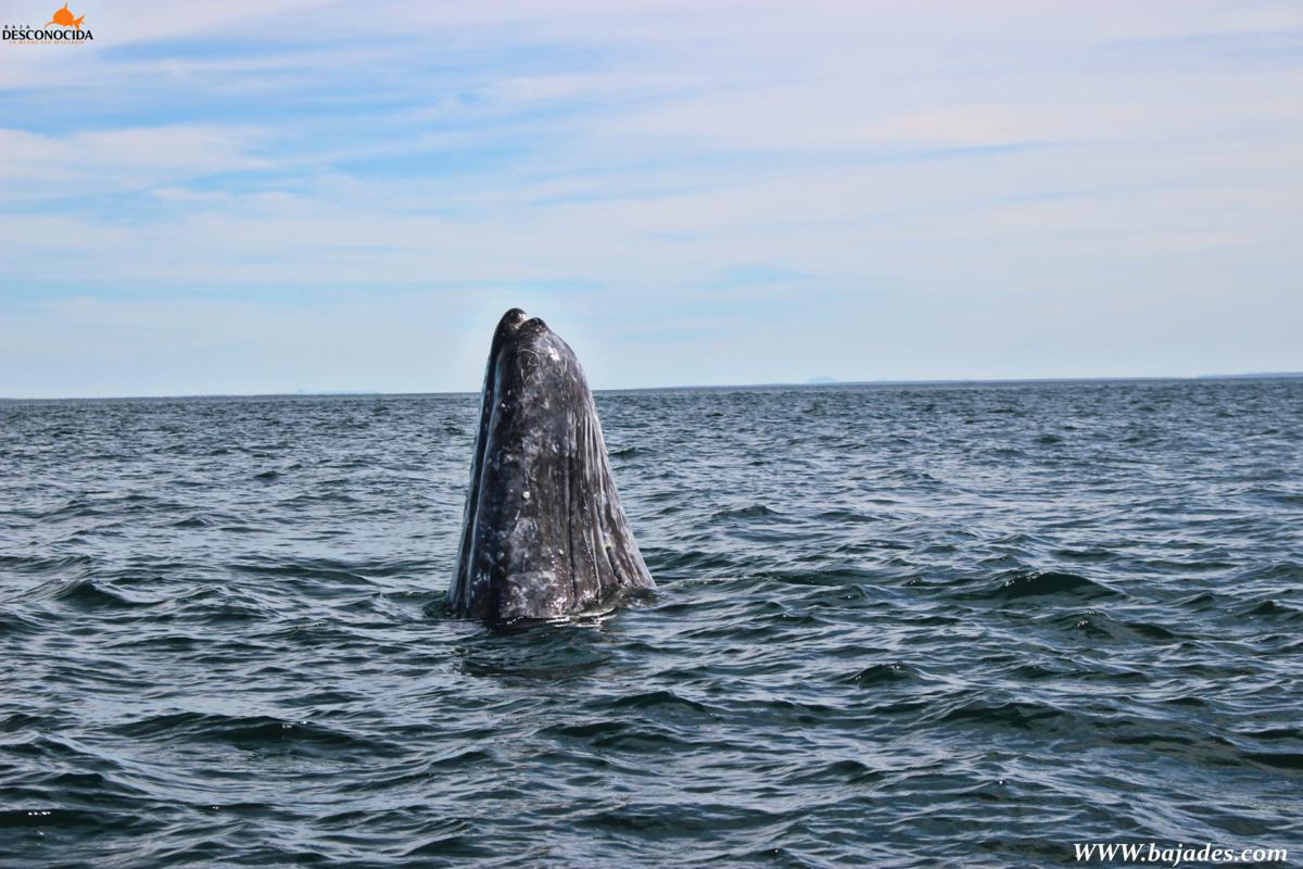 Whale Gray Tour Puerto Chale
